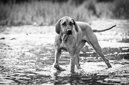 Foto Acqua natura bianco e nero
 bagnato