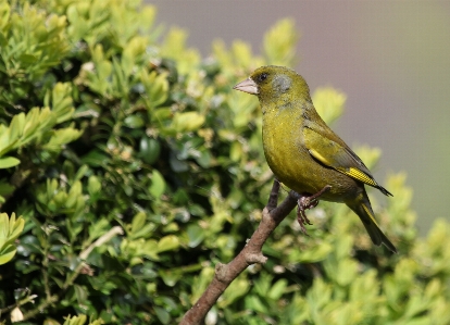 Nature branch bird wildlife Photo