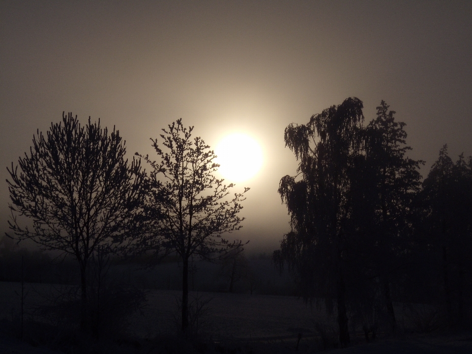 árvore filial inverno nuvem