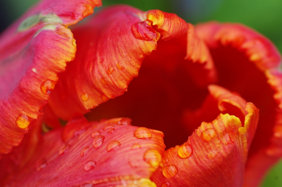 Naturaleza florecer planta fotografía