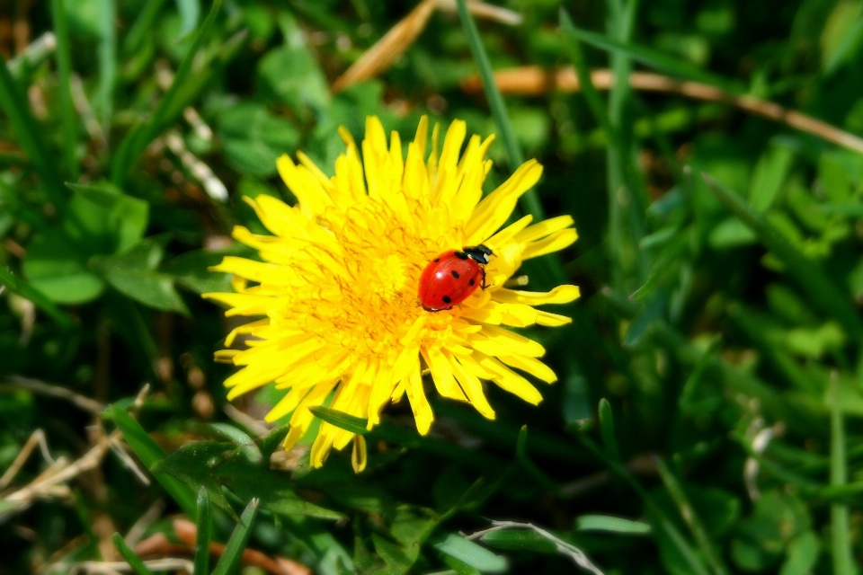 Natur gras anlage wiese
