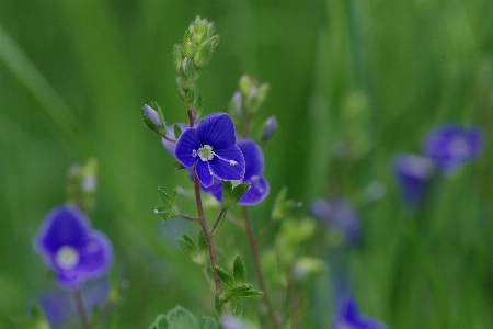 Foto Fiore pianta campo prato
