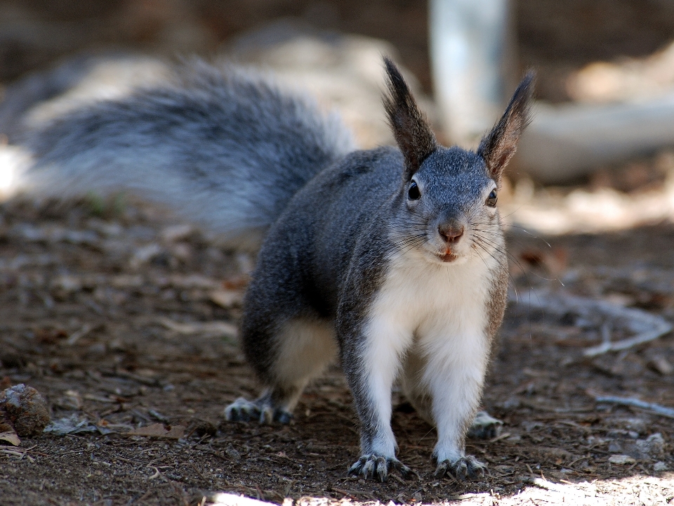 Nature animal cute wildlife