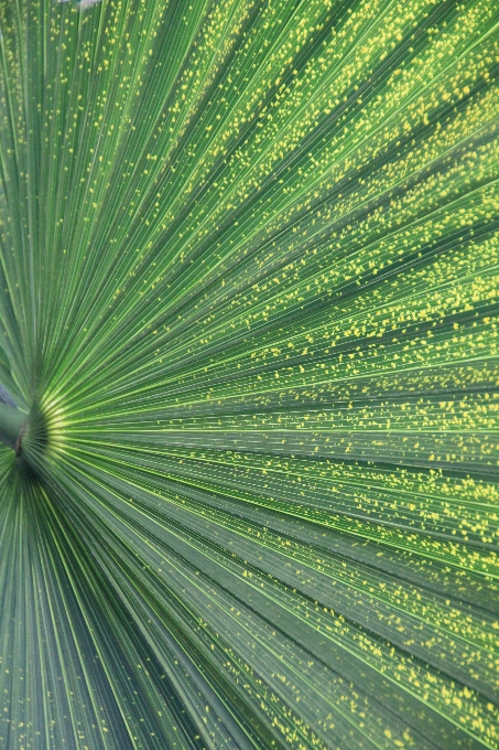 Tree grass plant field