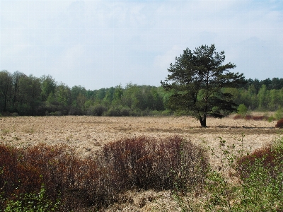 Landscape tree nature forest Photo