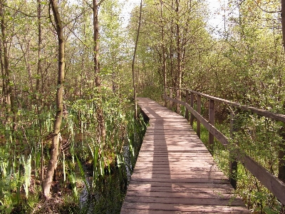 Foto Albero natura foresta leggero