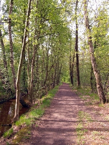 Tree nature forest wilderness Photo