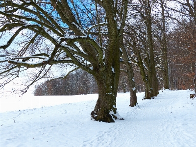 Tree nature forest branch Photo