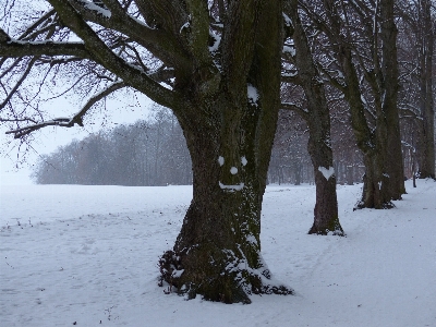 Tree nature forest branch Photo