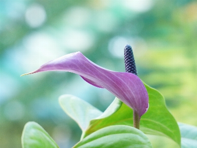 Nature blossom plant plank Photo