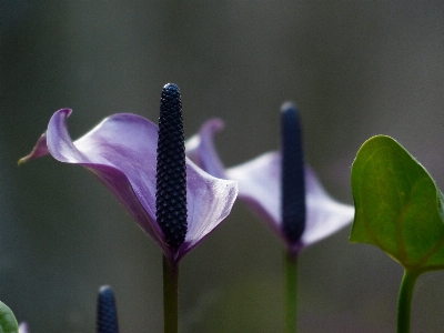 Nature blossom plant photography Photo