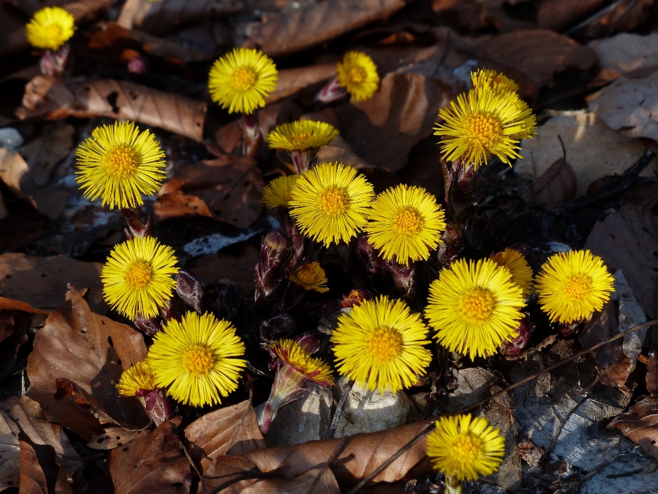 Nature blossom plant leaf