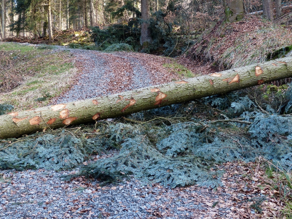 árvore floresta rock filial