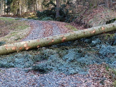 Tree forest rock branch Photo