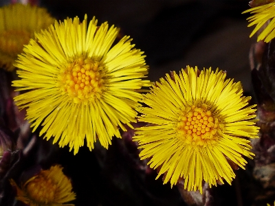 Foto Natureza florescer plantar fotografia