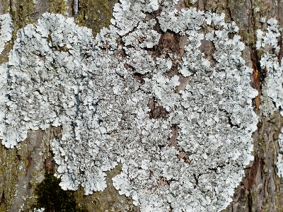 木 rock ブランチ 植物 写真