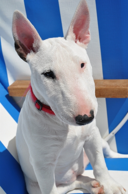 Bianco cane animale mammifero