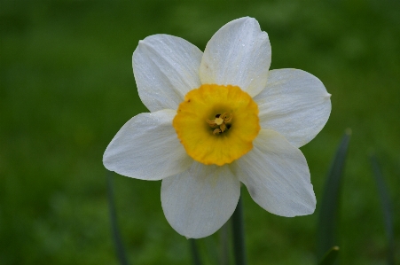 Natur blüte anlage weiss Foto