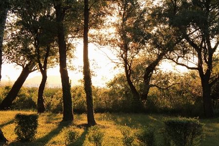 風景 木 自然 森 写真