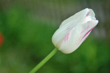 Nature blossom plant white Photo