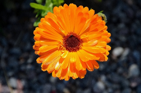 自然 植物 日落 花 照片