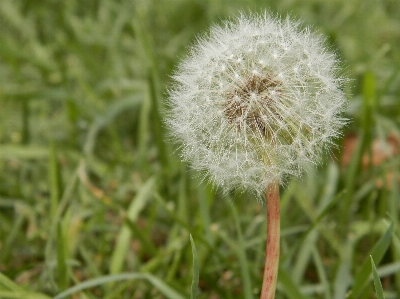 自然 草 植物 分野 写真