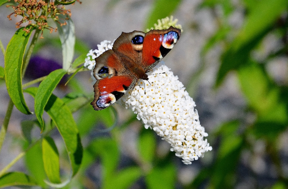 Natur zweig weiss blume