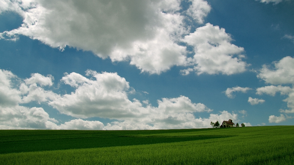 Paysage nature herbe horizon