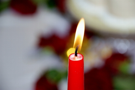 Light leaf flower petal Photo