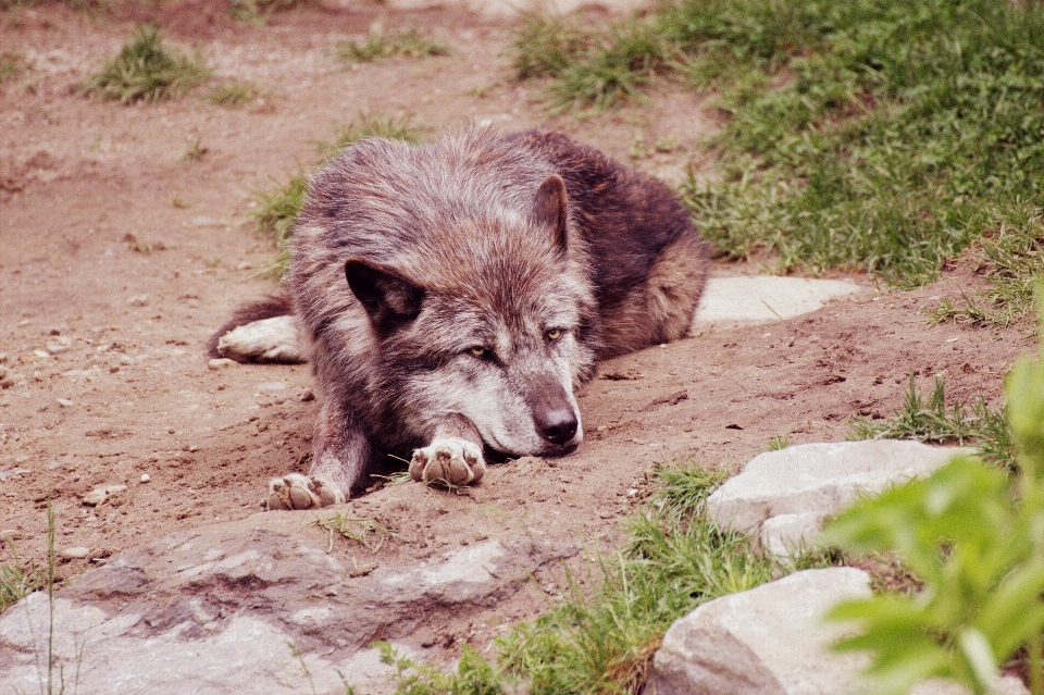 Natur tierwelt säugetier wolf