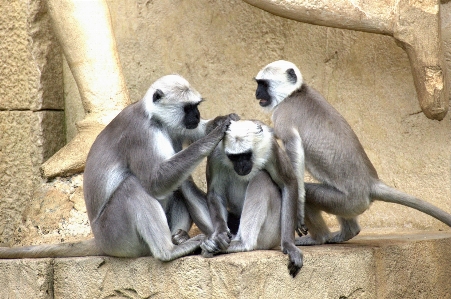 Foto Zoo mammifero scimmia fauna