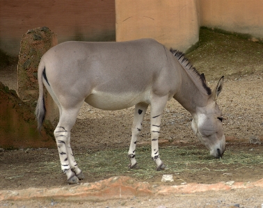 Animal wildlife zoo africa Photo