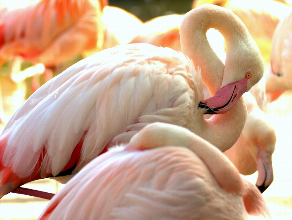 Nature bird wing zoo