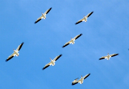 Foto Burung sayap laut
 pesawat terbang