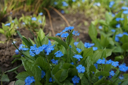 Nature plant meadow flower Photo