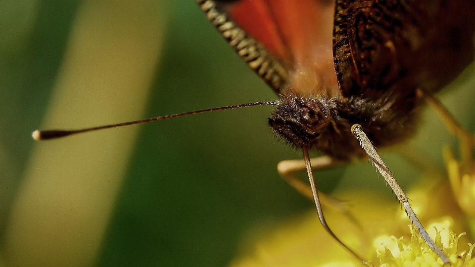 Natura ala fotografia foglia