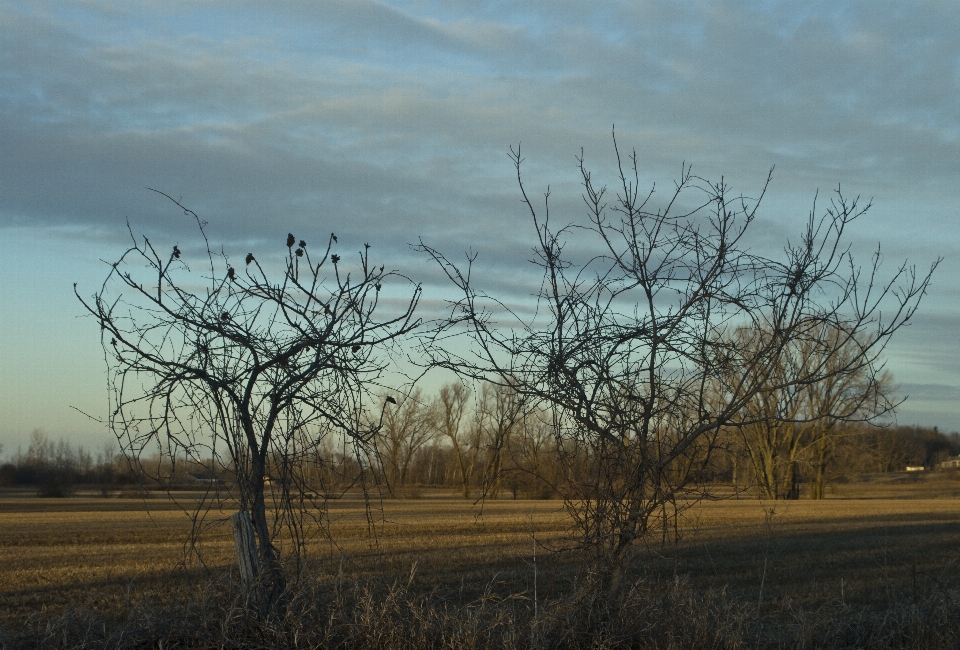 Landscape tree nature grass