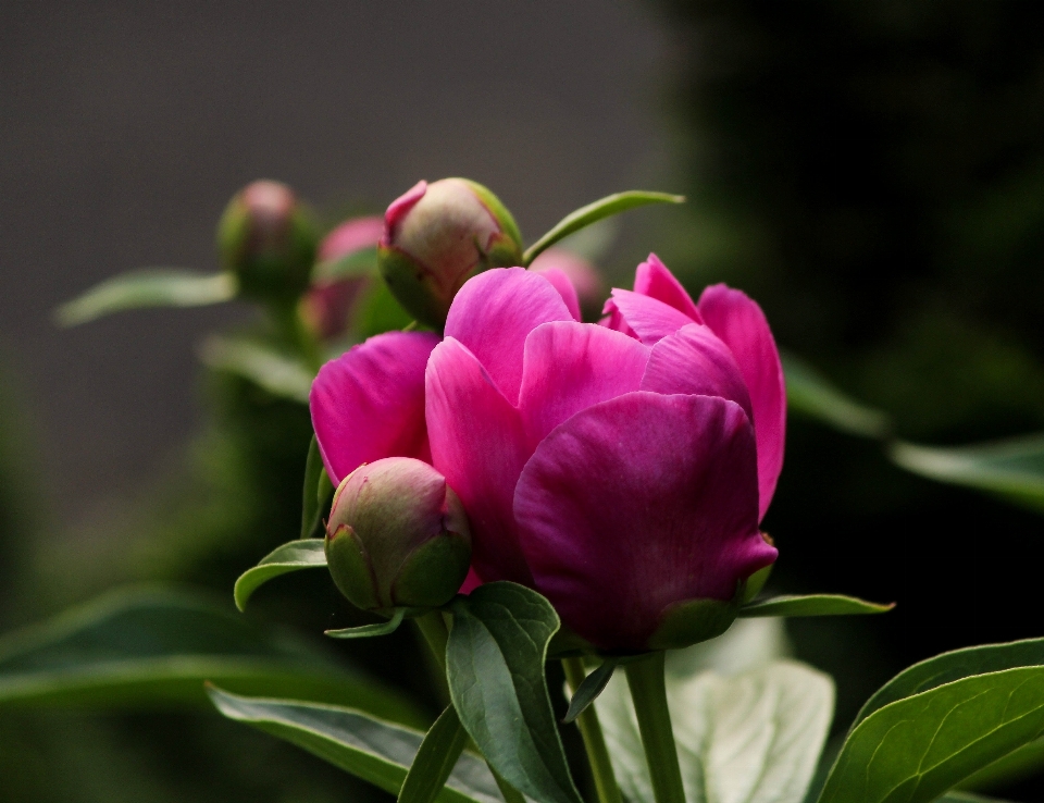 Blossom plant flower petal