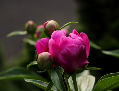 Blossom plant flower petal Photo