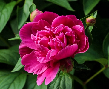 Blossom plant flower petal Photo