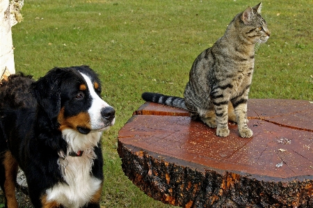 Foto Natureza cachorro canino
 gato