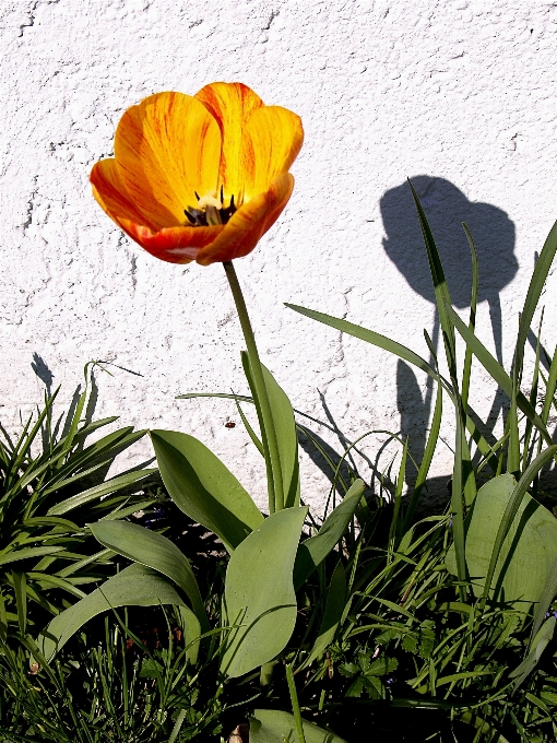 Naturaleza planta flor pétalo