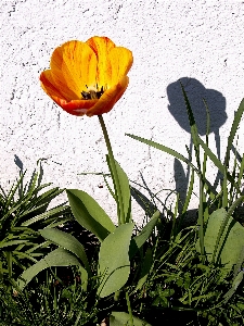 Natur anlage blume blütenblatt Foto