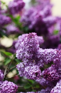 Tree branch blossom plant Photo