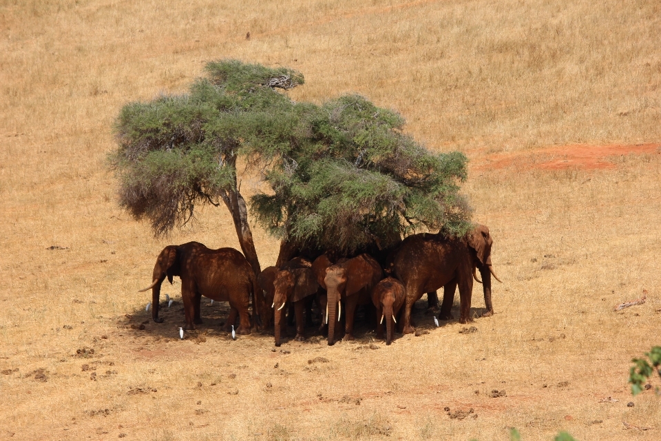 Prairie adventure wildlife herd