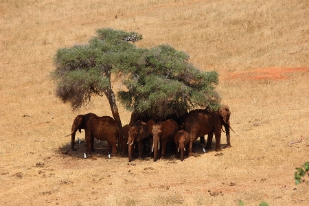 Prairie adventure wildlife herd Photo