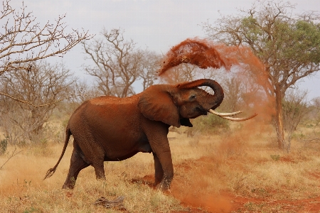 Adventure wildlife africa mammal Photo