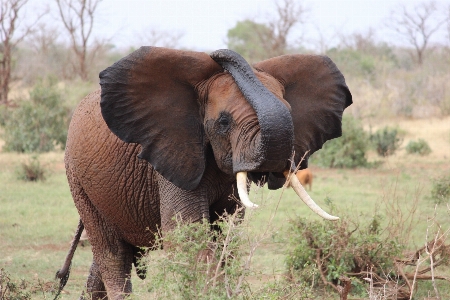 Adventure wildlife grazing mammal Photo