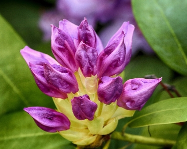 Blossom plant flower purple Photo