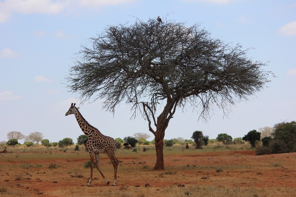 Tree prairie adventure wildlife